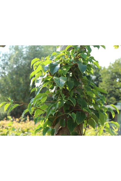 Унікальний сорт Актинідії аргута Кенс Ред